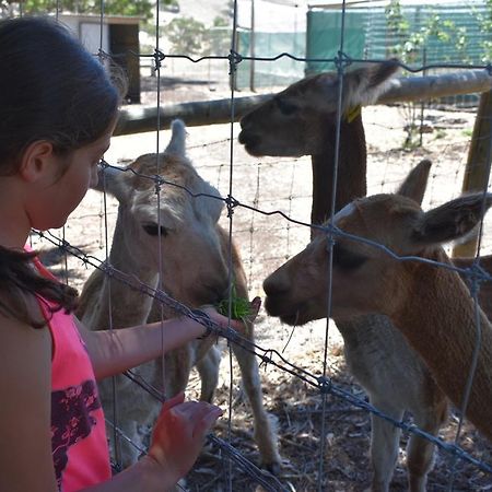 Morella Farmstay Cape Jervis Eksteriør billede